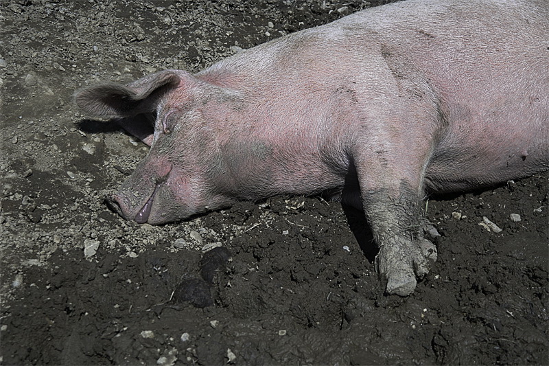 Allgäu 09 - 2014 - 20140915_0217 als Smartobjekt-1 Kopie.jpg - Ein weiterer Bewohner des Museums